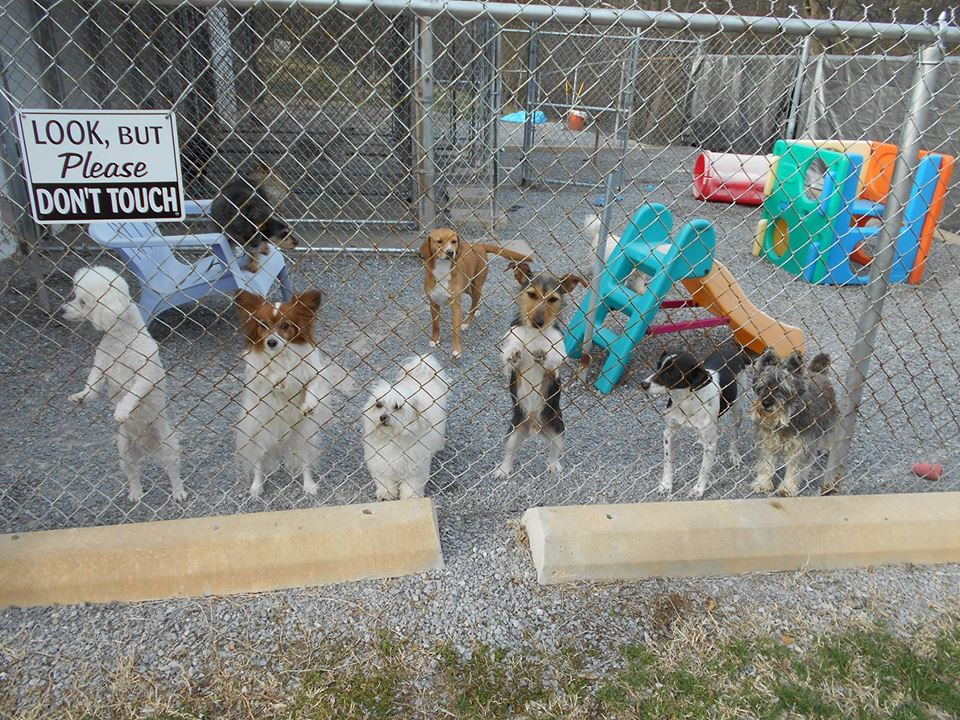 Happy dog enjoying a stay at Hillcrest Kennel