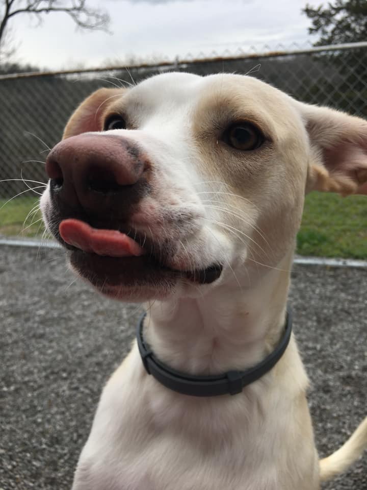 Dogs playing and relaxing during their boarding stay