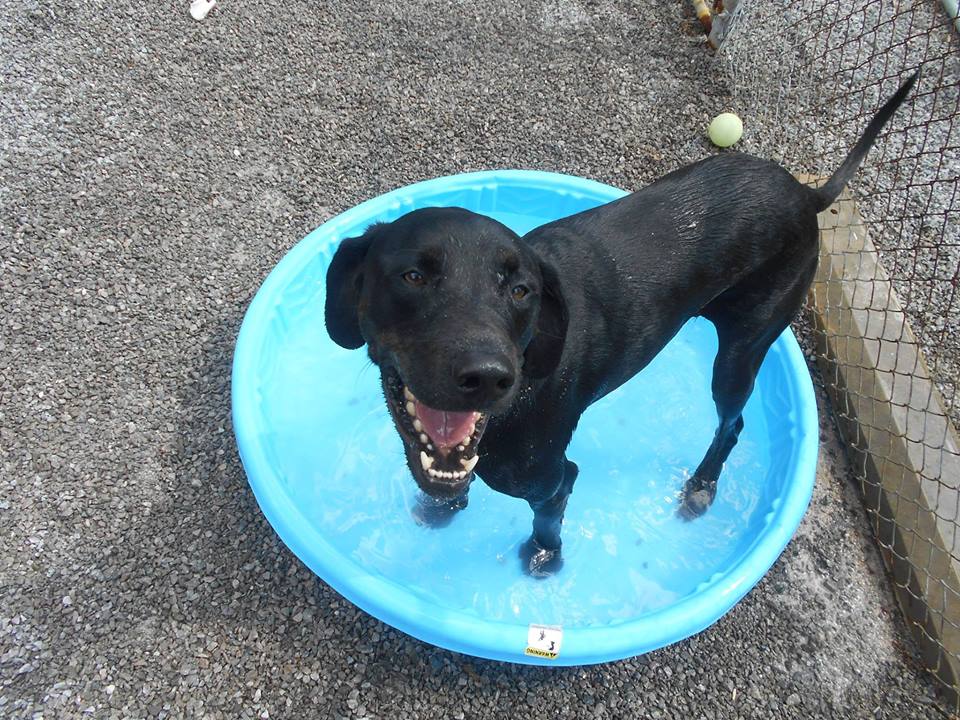 Hillcrest Kennel boarding facility with climate-controlled runs