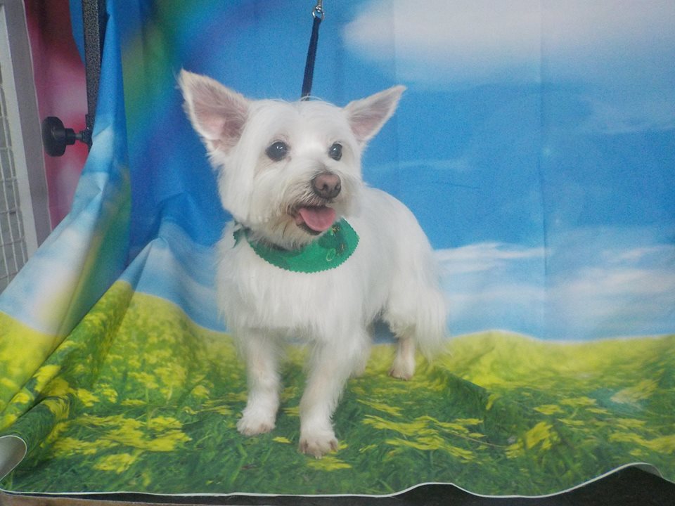 Dog grooming results at Hillcrest Kennel