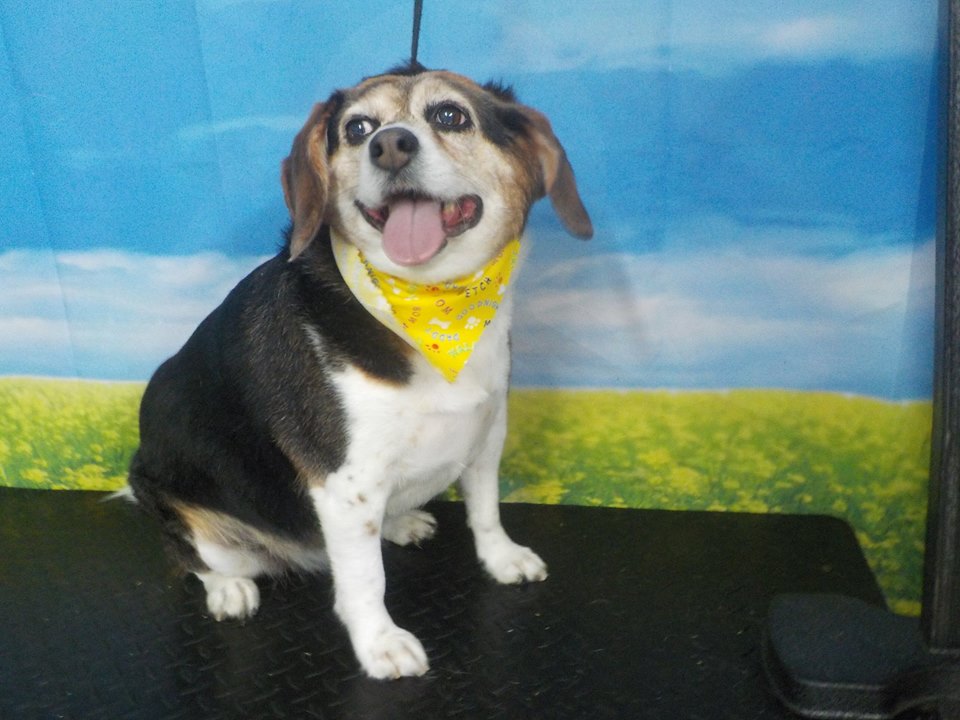 Freshly groomed dog at Hillcrest Kennel