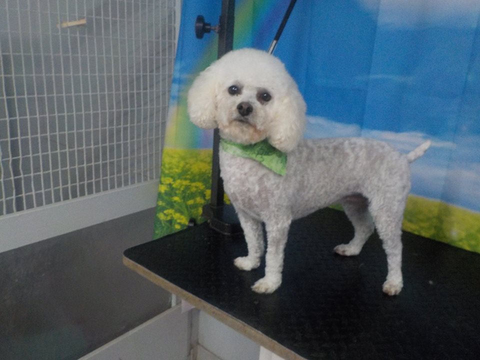Poodle after professional grooming at Hillcrest Kennel