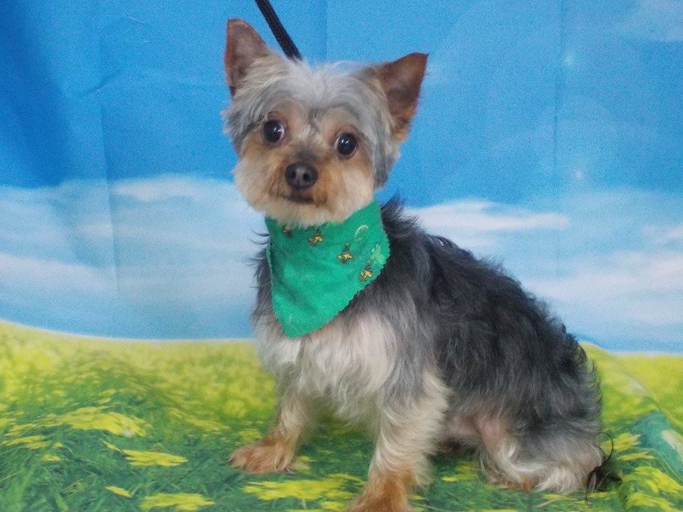 Dog being professionally groomed at Hillcrest Kennel
