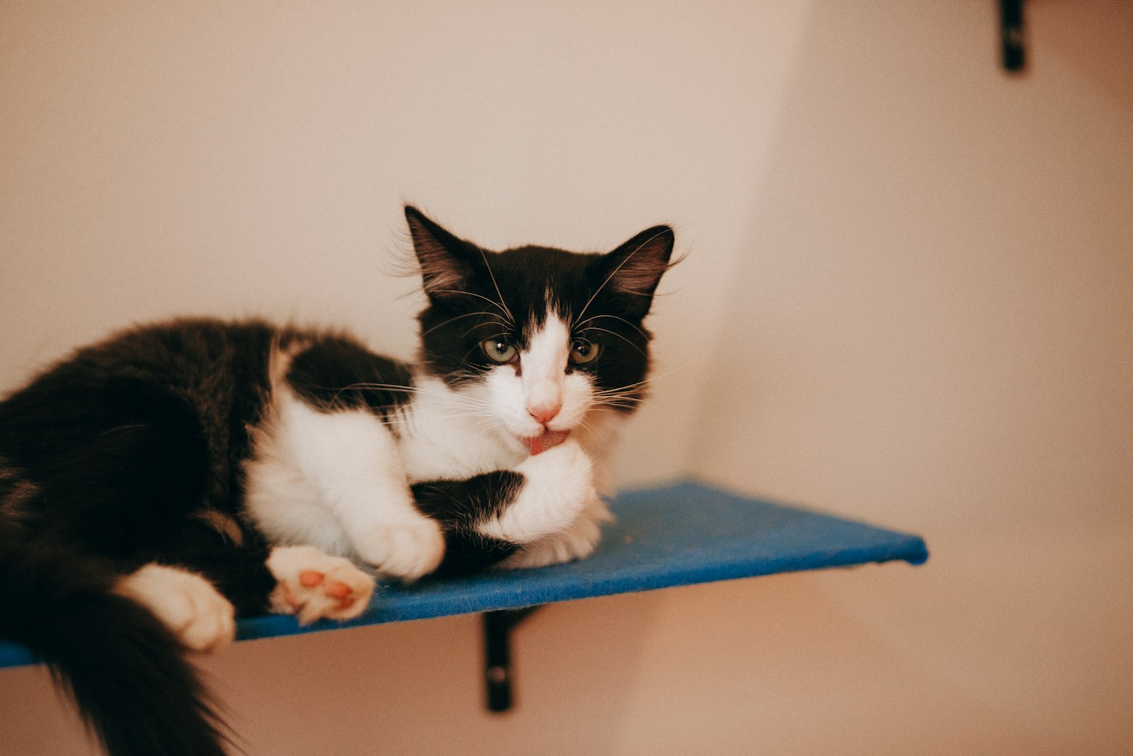 Cat relaxing in a comfortable condo at Hillcrest Kennel